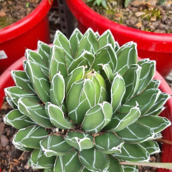 456310259_1024308452302554_731100347297314084_n