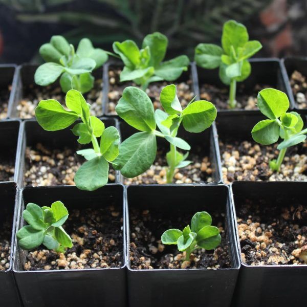 CompleteGrow plant food bottle nestled in greenery