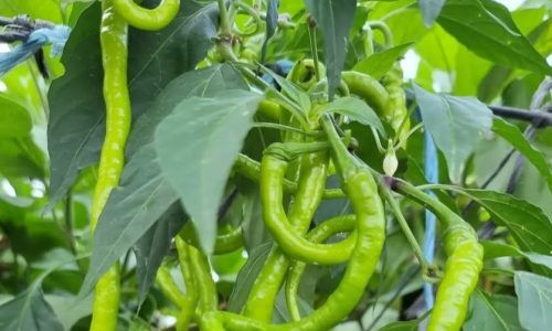 292507747_145782608108791_9161686574758750401_n