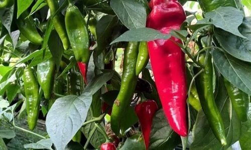 329267040_215854170938030_7150160045741021209_n (1)