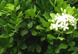 0269050_murraya-paniculataxminamin-hiphigh-fruit-flower_750