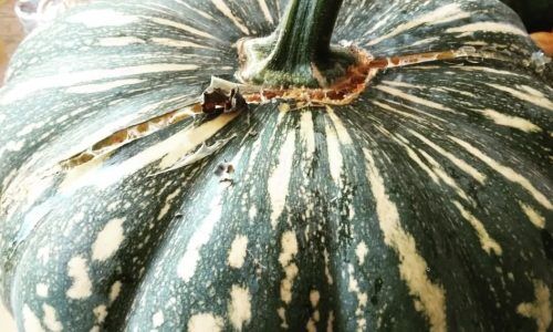 276192484_5032812460146600_3240028538429837660_n