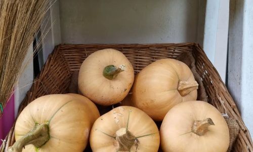 277240266_375874857525127_2810883283792243471_n