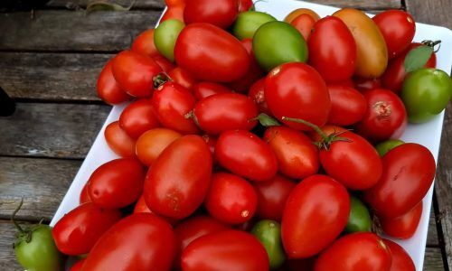 279738332_567542024591084_2285073727150712286_n (1)