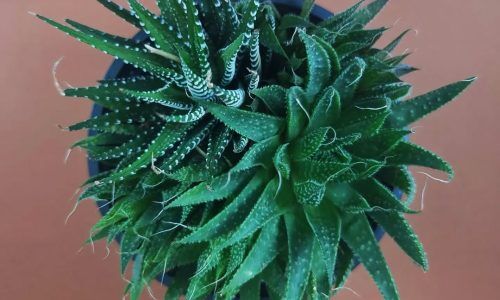 418838580_1086609242527520_1627195861760888506_n