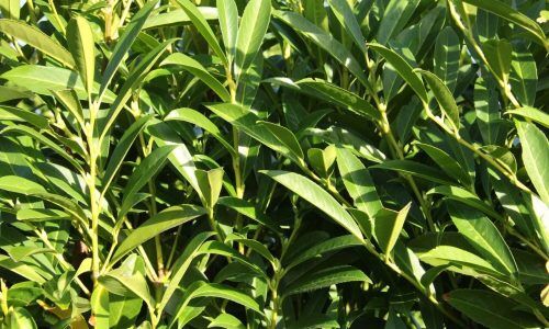 6759-Prunus-laurocerasus-Schipkaensis-skip-laurel-InstantHedge__64264.1572173698.1280.1280-1 (1)