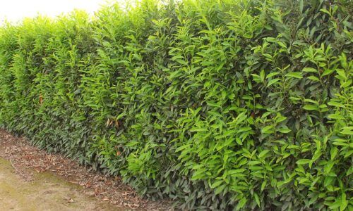 Schip-laurel-hedge-in-Silverton-2 (1)