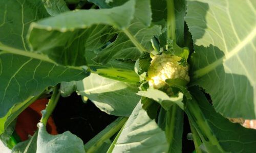 aastik-maurya-J0dE2i5RULk-unsplash