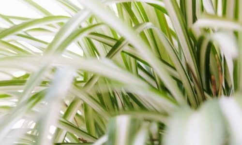 alberto-nicoletta-3SFYql1q3uE-unsplash (1)