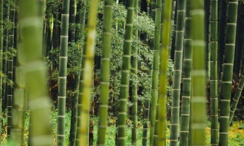 alex-keda-gDw0-4vbkkY-unsplash