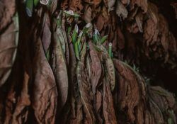 alex-plesovskich-5E_UvcjfwiU-unsplash (1)