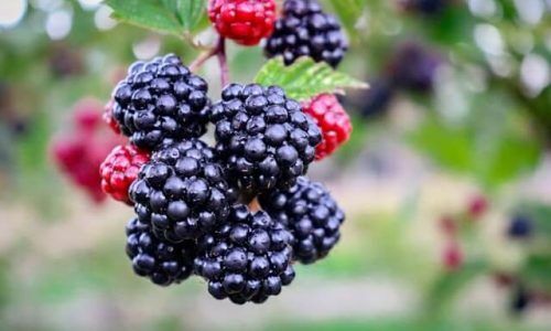 amanda-hortiz-l1uVrvjZrsQ-unsplash (1)