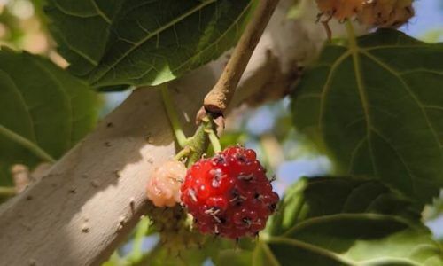 azzam-mozan-jLAh1_JlLsk-unsplash (1)