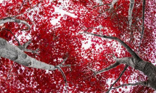 benjamin-lehman-x19O2rubTZU-unsplash