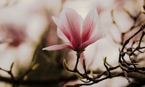 bianca-ackermann-2-270NrT_BM-unsplash