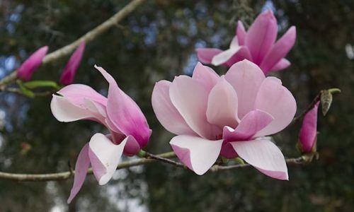 biggie-farr-EHWNSTbELR4-unsplash