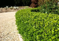 buxus_faulkner.jpg