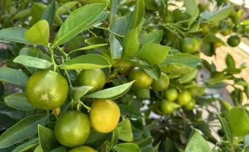 calamansi-calamondin-qld-only_img2-1.jpg