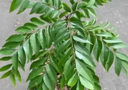 curry-leaf-plant-1000x1000 (2)