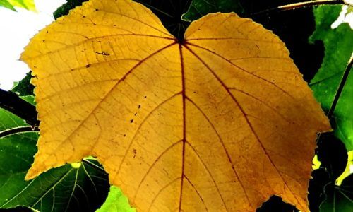 danish-khan-V84ZOHMuKkM-unsplash