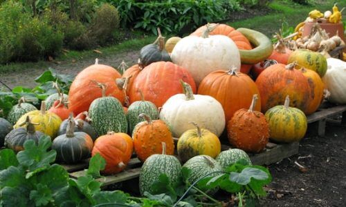 darius-wiles-6Q9tCBjc9QU-unsplash