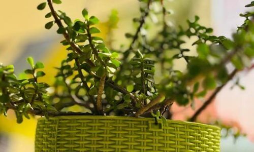 devanshi-kulshrestha-sR93kD9MKAM-unsplash (1)