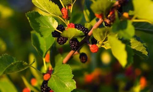 dmitry-bukhantsov-iUo6F2qilnk-unsplash (1)