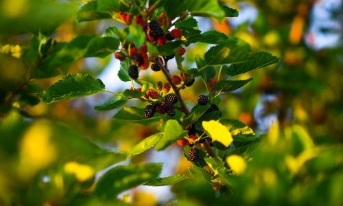 dmitry-bukhantsov-oXWN5kByryQ-unsplash (1)