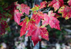 edmond-lau-_O7O3CbELxE-unsplash (1)