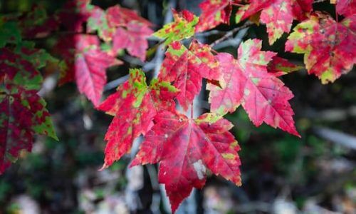 edmond-lau-_O7O3CbELxE-unsplash (1)