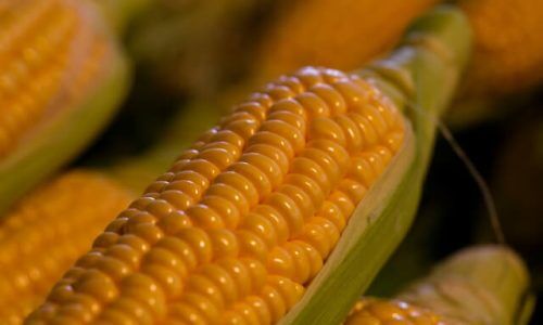 engin-akyurt-f7-gkYCsDsQ-unsplash (1)