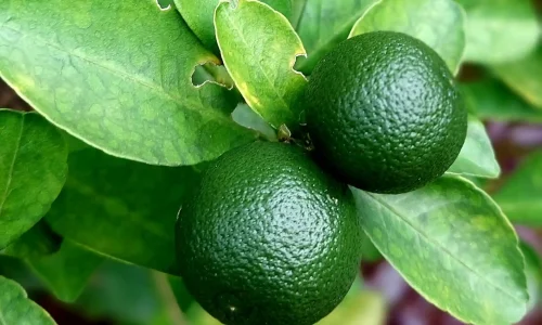 ezgif-24093b75e298fe