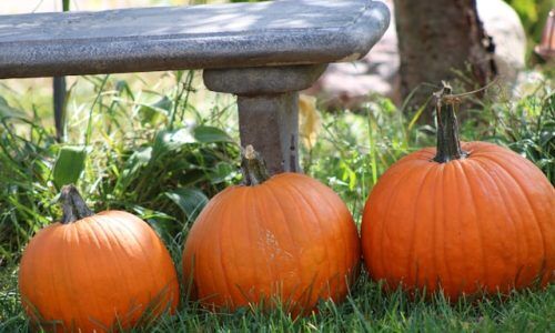 gorrin-bel-4FI_SFBG67I-unsplash