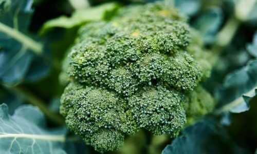 hans-ripa-4cEmT3AsoVc-unsplash (1)