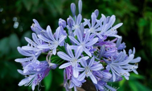 hatmi-pratiwi-EZ8bqTL5cKw-unsplash