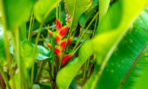 heliconia-plant-mapro