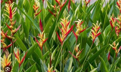 heliconia-psittacorum