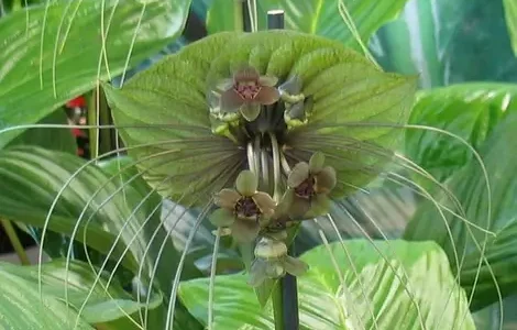 il_fullxfull.2065907234_tubm_470x (1)