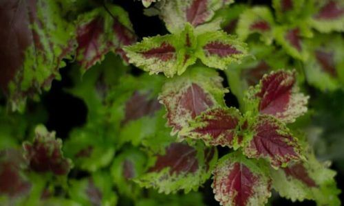 ilham-abitama-p-esk0NZl94-unsplash (1)