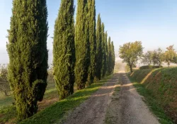 italian-cypress-tree-growing-guide-7108396_01-18418fa414ee4495abaf371c8b338c9d (1)