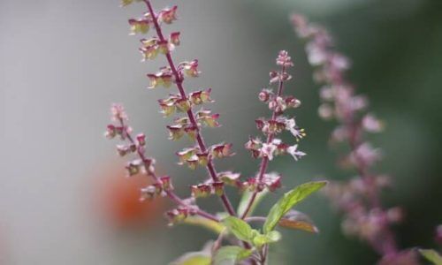 jaikishan-patel-hX_wNuOLW7Q-unsplash (1)