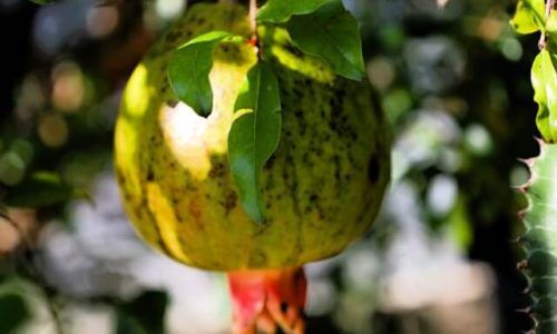 jaime-gusmao-pi-b9ENSdNU-unsplash (1)