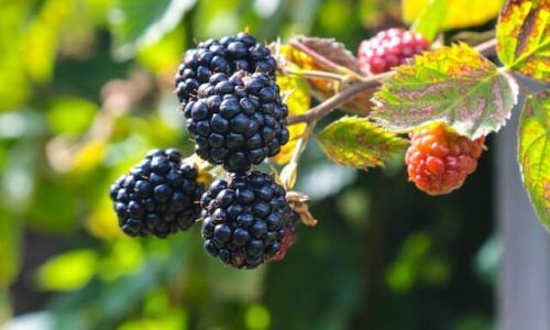 jametlene-reskp-IpH92kE2NA4-unsplash (1)