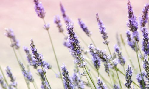 janine-joles-_2oDf30N6BY-unsplash