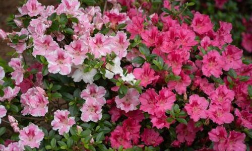 jeffrey-hamilton-8nQIkZ9lJAo-unsplash (1)