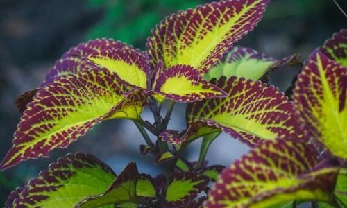 jen-wewers-T5c2UfgIsXM-unsplash (1)