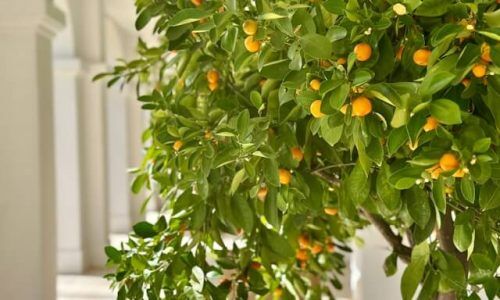 john-cameron-bNOl6oaAj_g-unsplash (1) (1)