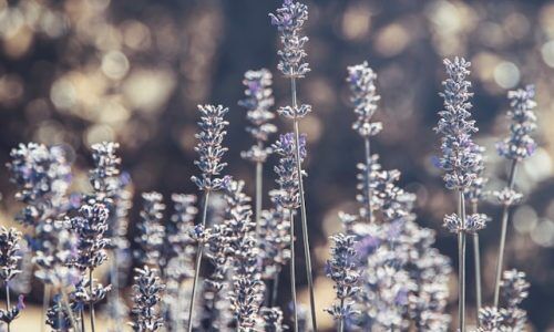 katarzyna-urbanek-9E3T8fLgQO8-unsplash