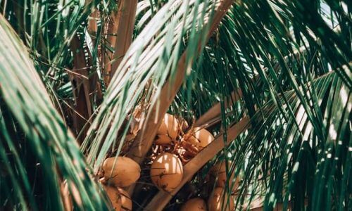 kseniia-ilinykh-eCZ45SSRseQ-unsplash (1)