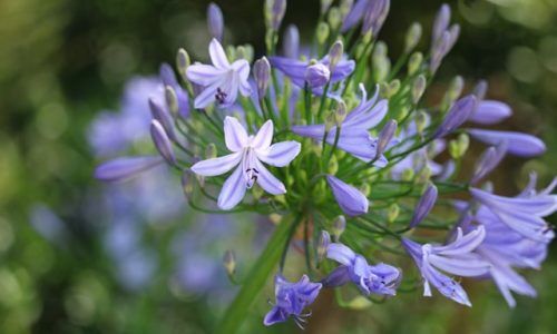 laura-ter-horst-HEzdzl8gPpI-unsplash